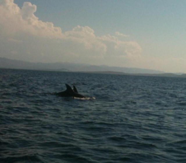 Delfines en Tavolara 